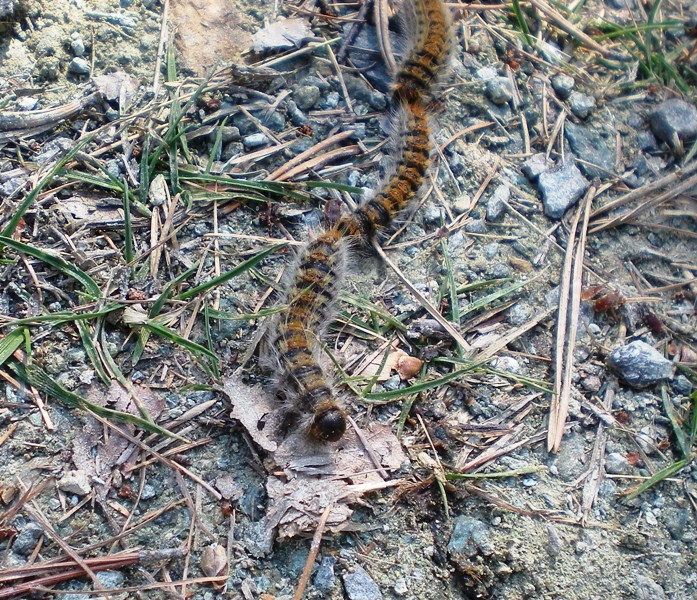 Al Tour: processionaria - Thaumetopoea pityocampa